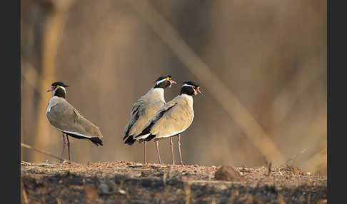 Schwarzschopfkiebitz (Vanellus tectus)