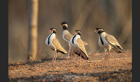 Schwarzschopfkiebitz (Vanellus tectus)