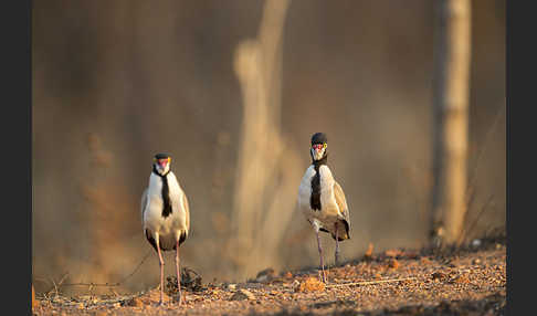 Schwarzschopfkiebitz (Vanellus tectus)