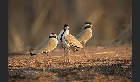 Schwarzschopfkiebitz (Vanellus tectus)