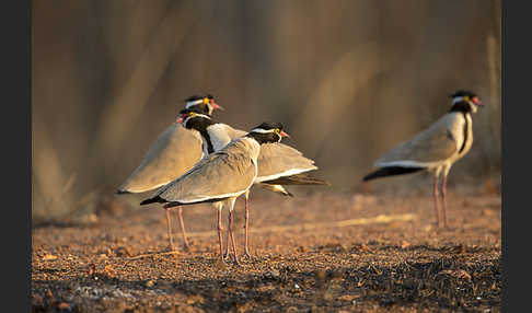 Schwarzschopfkiebitz (Vanellus tectus)