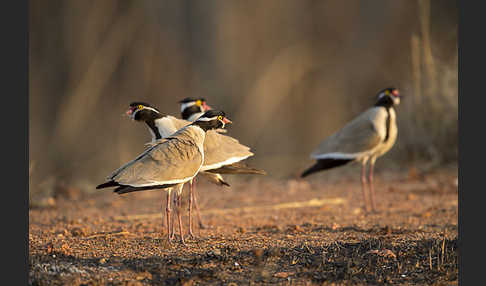 Schwarzschopfkiebitz (Vanellus tectus)