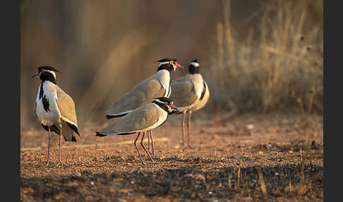 Schwarzschopfkiebitz (Vanellus tectus)