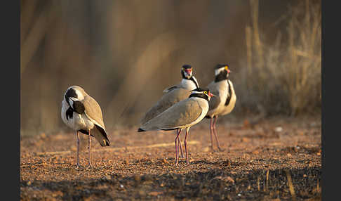 Schwarzschopfkiebitz (Vanellus tectus)