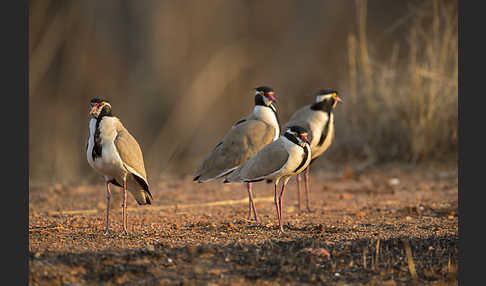 Schwarzschopfkiebitz (Vanellus tectus)