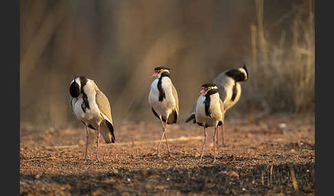 Schwarzschopfkiebitz (Vanellus tectus)