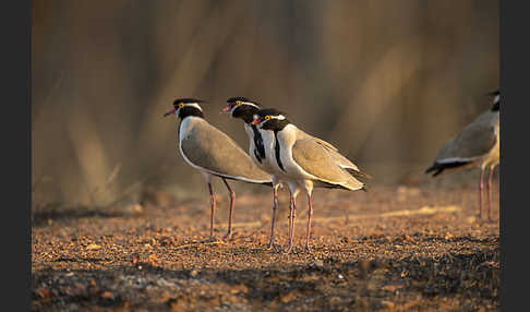 Schwarzschopfkiebitz (Vanellus tectus)