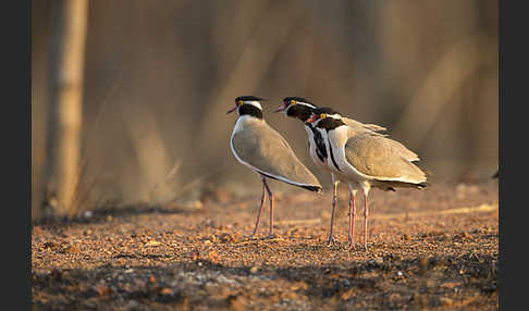 Schwarzschopfkiebitz (Vanellus tectus)