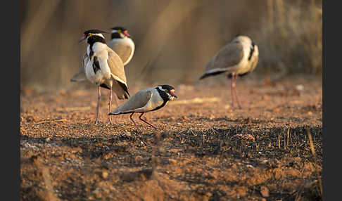 Schwarzschopfkiebitz (Vanellus tectus)