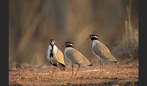 Schwarzschopfkiebitz (Vanellus tectus)