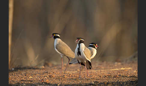 Schwarzschopfkiebitz (Vanellus tectus)