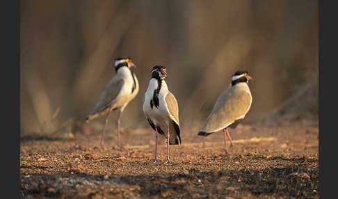 Schwarzschopfkiebitz (Vanellus tectus)