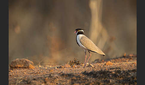 Schwarzschopfkiebitz (Vanellus tectus)