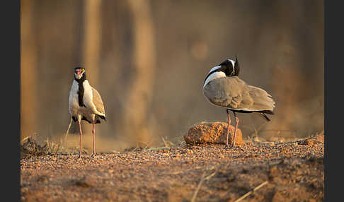 Schwarzschopfkiebitz (Vanellus tectus)