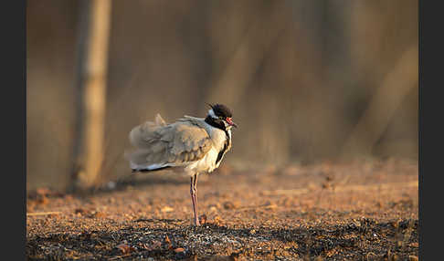 Schwarzschopfkiebitz (Vanellus tectus)