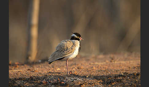 Schwarzschopfkiebitz (Vanellus tectus)