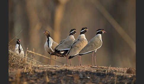 Schwarzschopfkiebitz (Vanellus tectus)