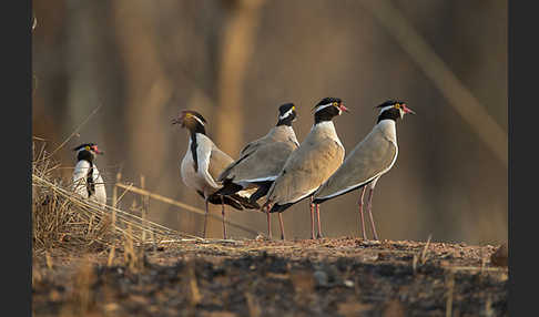 Schwarzschopfkiebitz (Vanellus tectus)