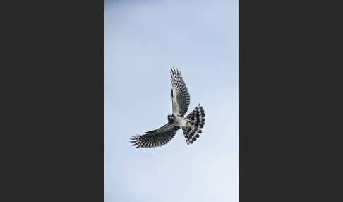 Ovambosperber (Accipiter ovampensis)