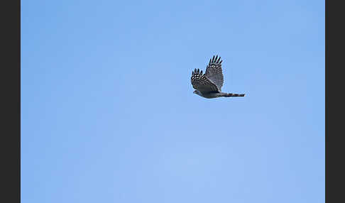 Ovambosperber (Accipiter ovampensis)