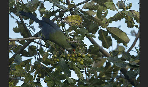 Weißohrturako (Tauraco leucotis)