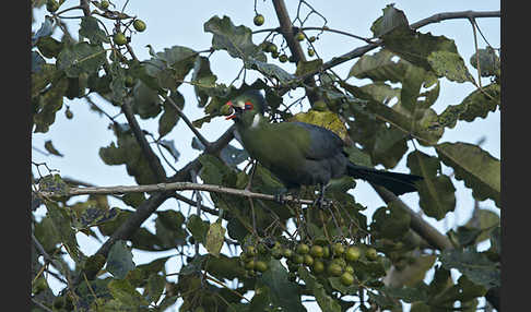 Weißohrturako (Tauraco leucotis)