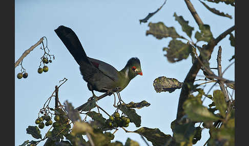 Weißohrturako (Tauraco leucotis)