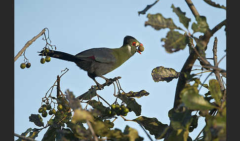 Weißohrturako (Tauraco leucotis)