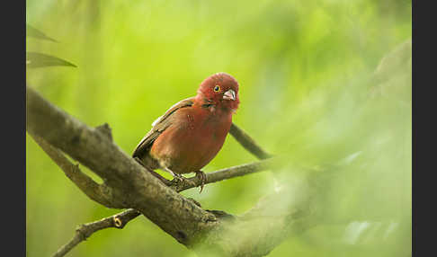 Senegalamarant (Lagonosticta senegala)