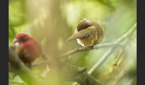 Senegalamarant (Lagonosticta senegala)