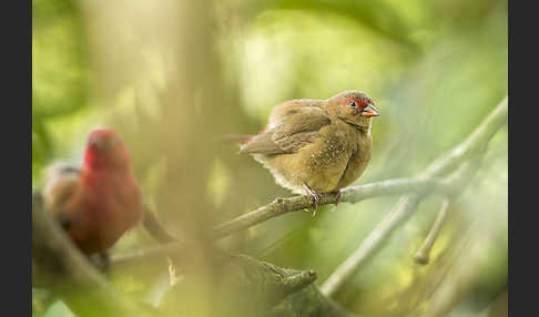 Senegalamarant (Lagonosticta senegala)