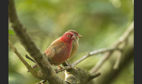 Senegalamarant (Lagonosticta senegala)