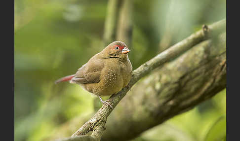 Senegalamarant (Lagonosticta senegala)