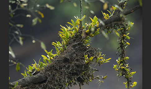 Aethiopien (Ethiopia)