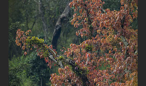 Aethiopien (Ethiopia)