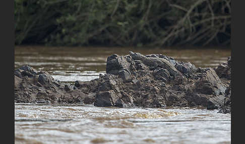 Nilkrokodil (Crocodylus niloticus)