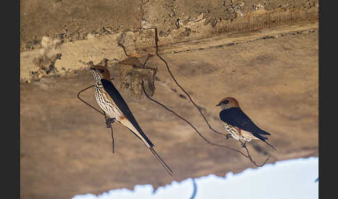 Maidschwalbe (Cecropis abyssinica)