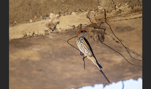 Maidschwalbe (Cecropis abyssinica)