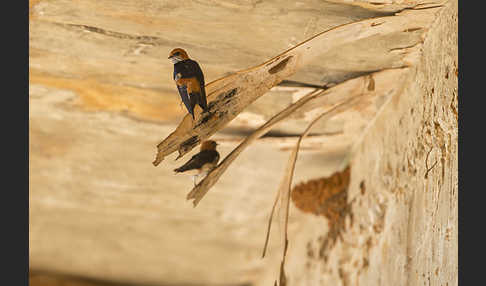 Maidschwalbe (Cecropis abyssinica)