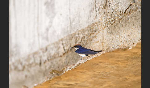 Rotkappenschwalbe (Hirundo smithii)