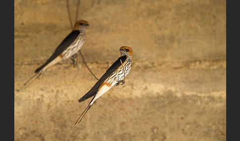 Maidschwalbe (Cecropis abyssinica)