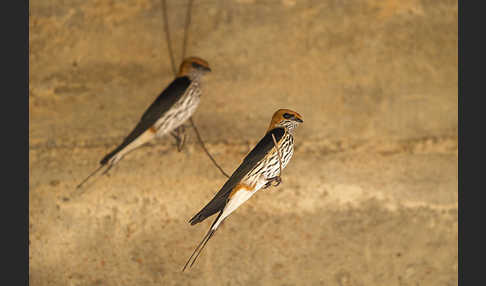 Maidschwalbe (Cecropis abyssinica)