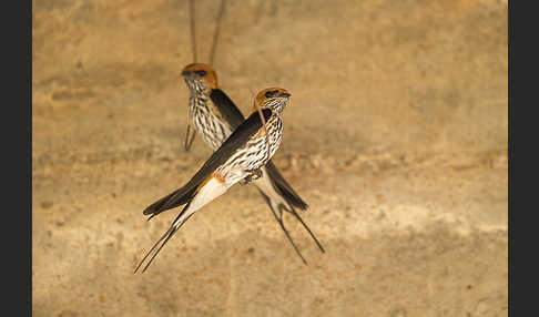 Maidschwalbe (Cecropis abyssinica)