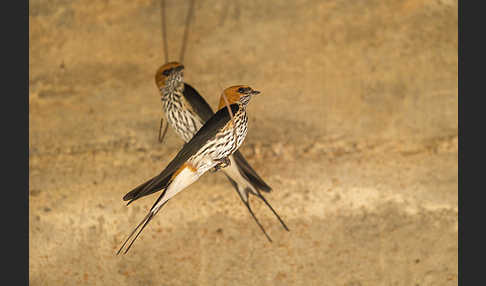 Maidschwalbe (Cecropis abyssinica)