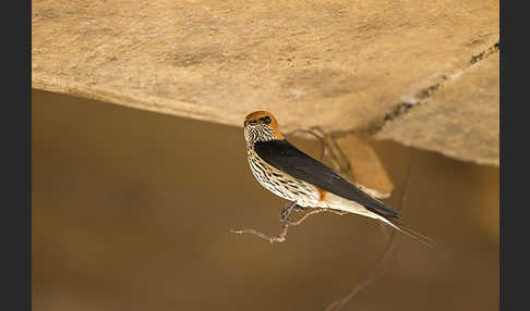 Maidschwalbe (Cecropis abyssinica)