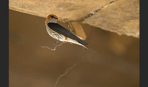 Maidschwalbe (Cecropis abyssinica)