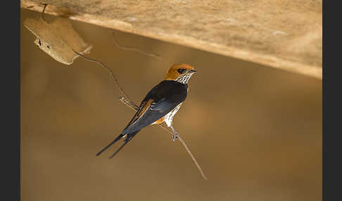 Maidschwalbe (Cecropis abyssinica)