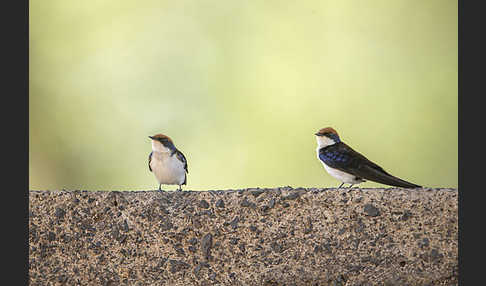 Rotkappenschwalbe (Hirundo smithii)