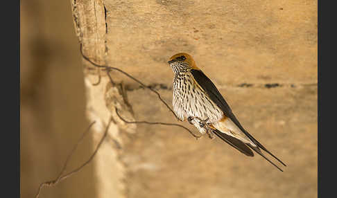 Maidschwalbe (Cecropis abyssinica)