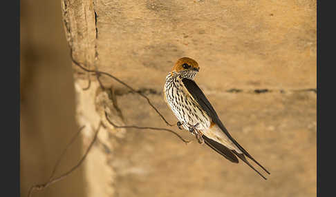 Maidschwalbe (Cecropis abyssinica)